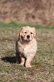 GOLDEN RETRIEVER 051
